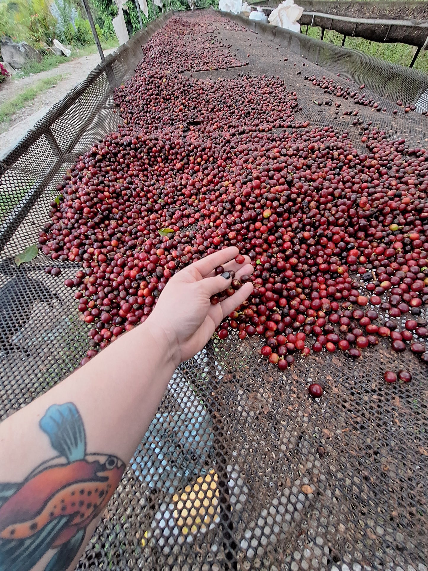 El Mango Natural