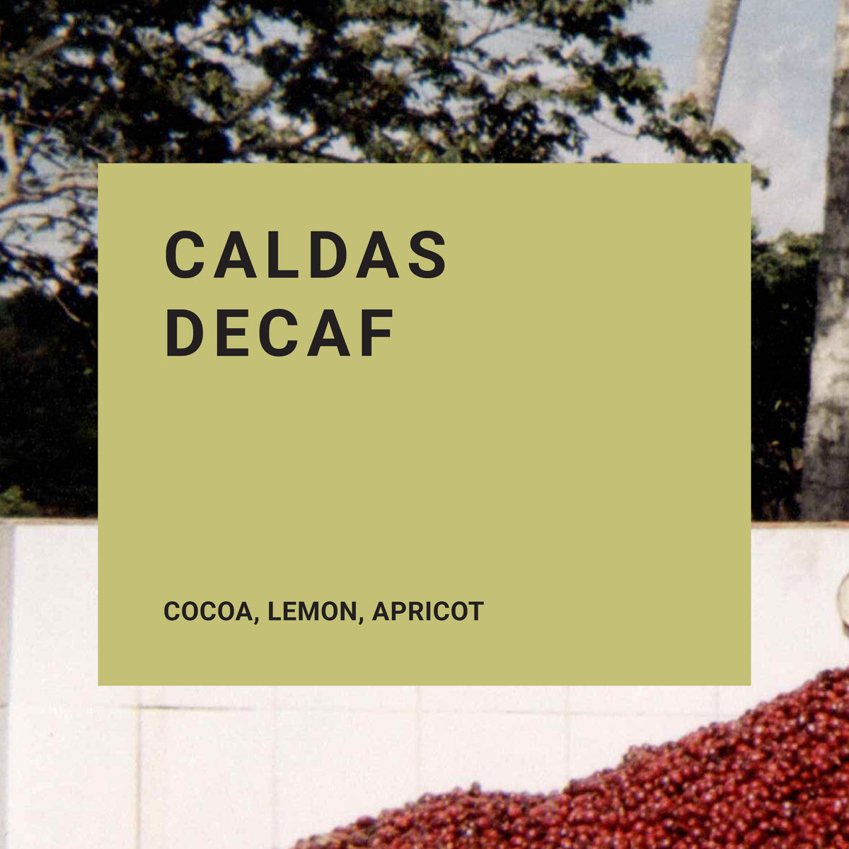 Caldas Decaf