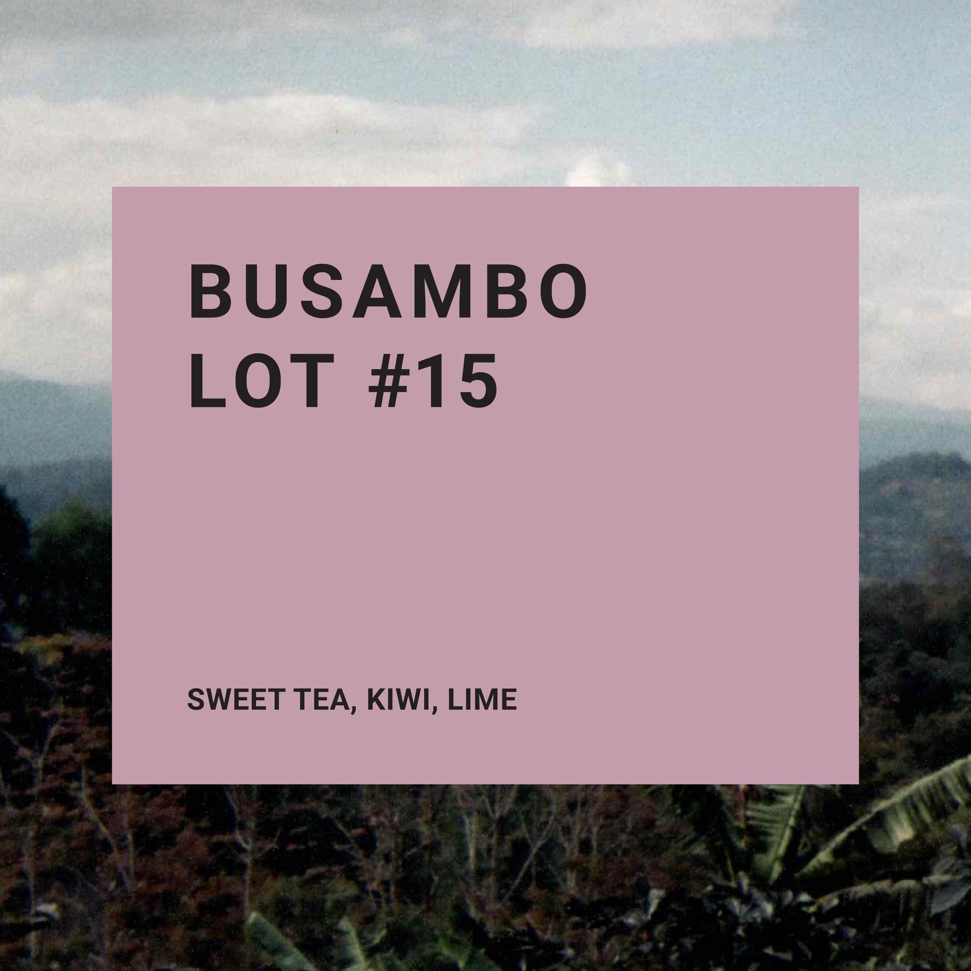 Photo of Busambo Lot #15