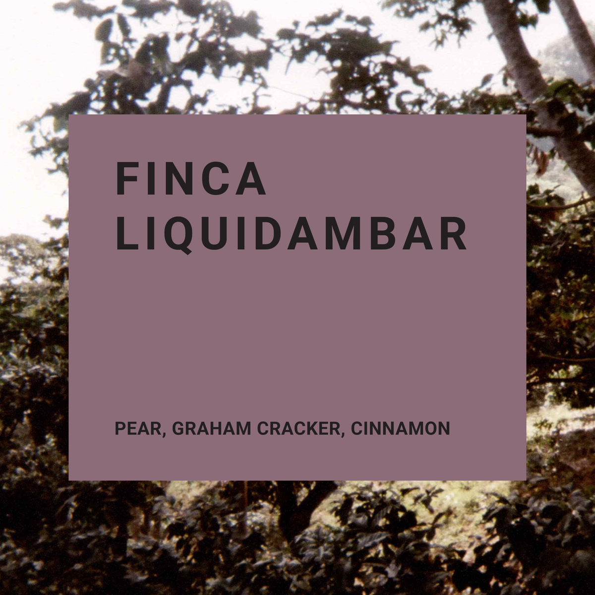 Finca Liquidambar - Recluse Roasting Project 