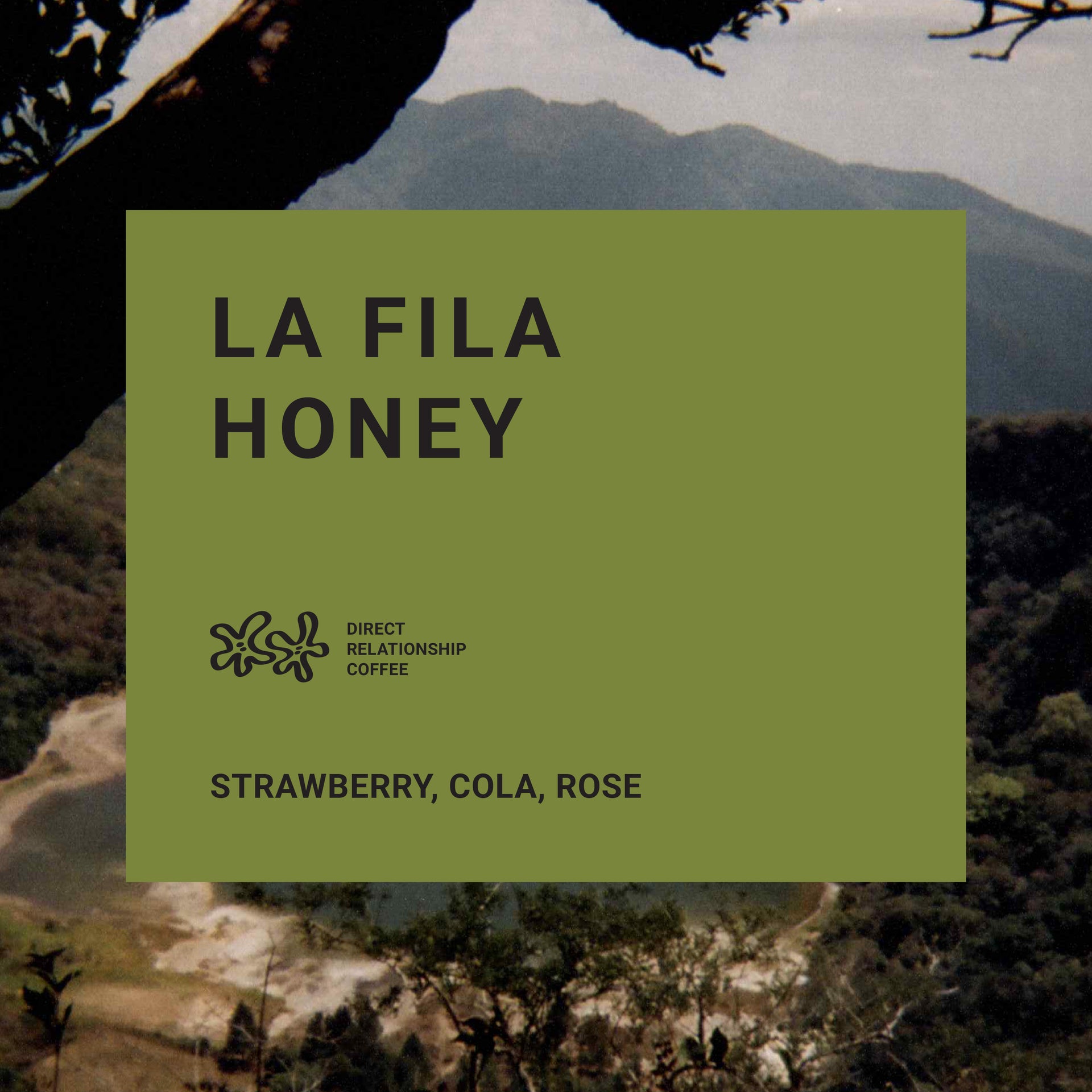 Photo of La Fila Honey