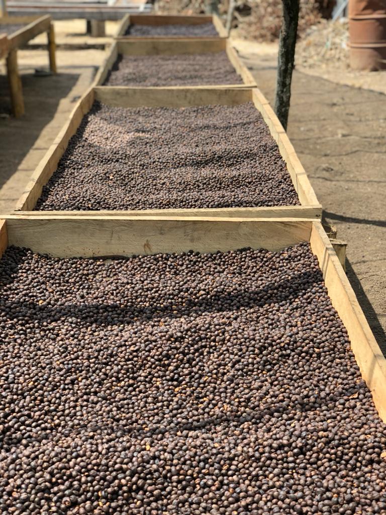 El Salvador-Quemela - Recluse Roasting Project 