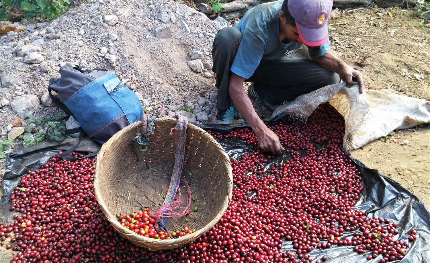 A friend of Recluse Roasting in Richmond, VA, sorting coffee cherries