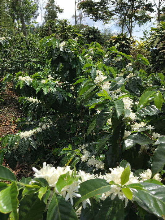 Honduras - Bernard Ornilla - Recluse Roasting Project 